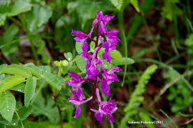 ORCHIDEA_SELV ORCHIDEA_SELV